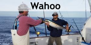 Wahoo-gallery