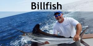 billfish-gallery
