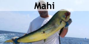 http://www.carrismasportfishing.com/wp-content/uploads/2018/05/mahi-gallery.jpg