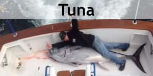 tuna-gallery