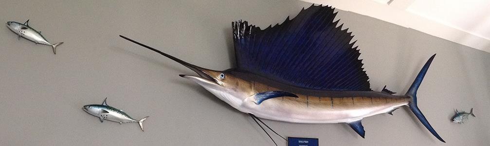 sailfish-action-scene-crop